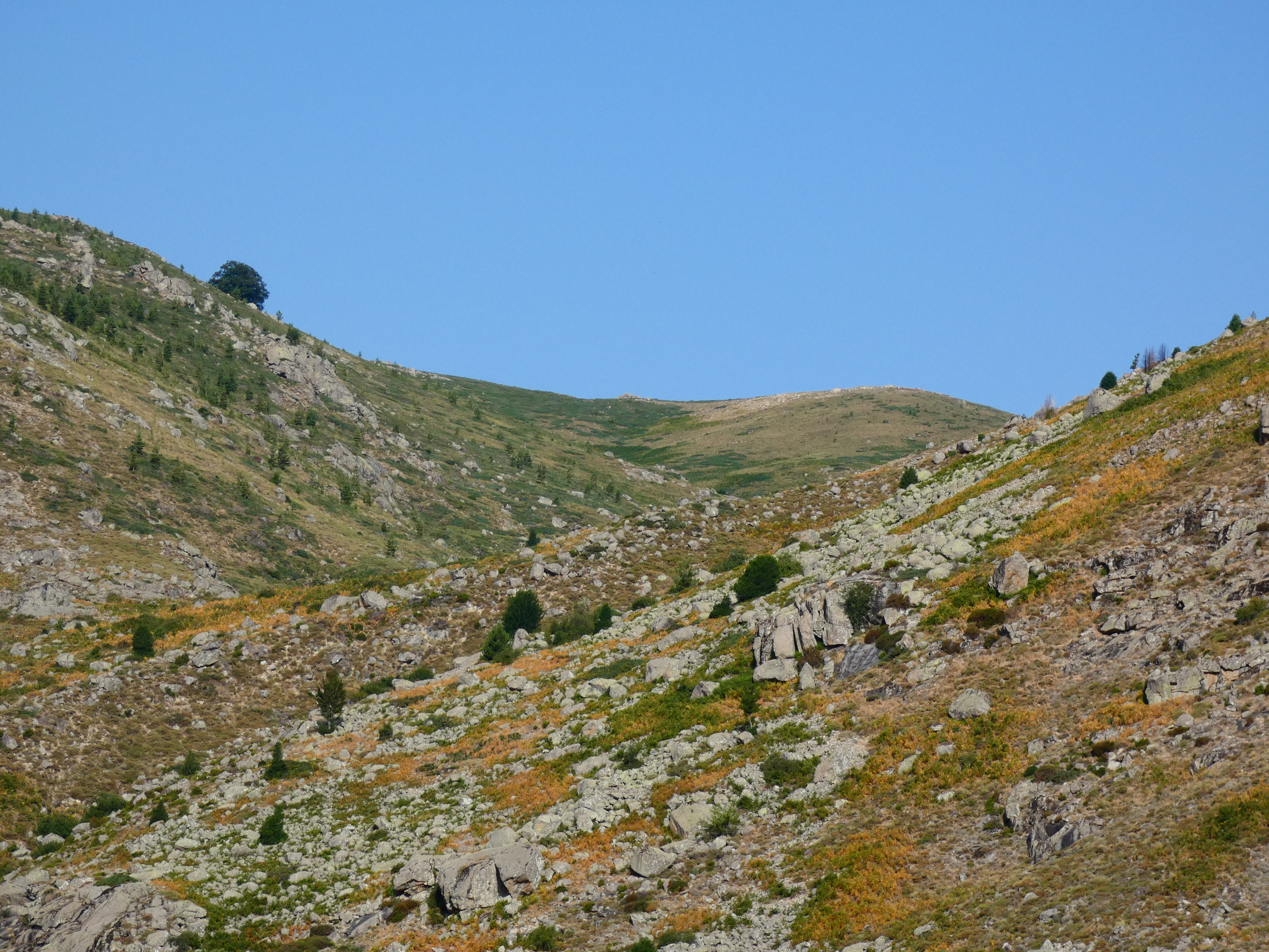 Figlioli di pastore